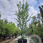 Parrotia persica 'Vanessa' 400-450 cm container extra