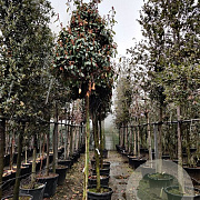Photinia fraseri 'Red Robin' 200 cm stam container 18-20 leiboom