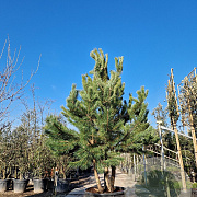 Pinus nigra 250-300 cm container meerstammig