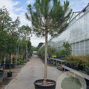 Pinus pinea 170 cm stam container 18-20
