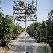 Quercus ilex 10-12 cm container LEIVORM 200 cm stam
