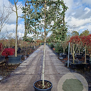 Quercus ilex 120 cm stam container 10-12 lei 100x100