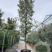 Quercus ilex 150 cm stam container 30-35 extra