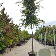 Quercus ilex 180 cm stam container 12-14