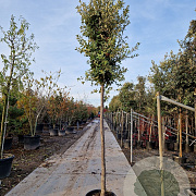 Quercus ilex 180 cm stam container 16-18 leiboom