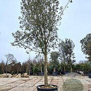 Quercus ilex 180 cm stam container 50-60