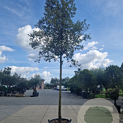 Quercus ilex 250 cm stam container 20-25