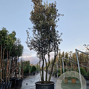 Quercus ilex 350-400 cm cont. 230L paraplu