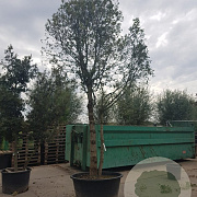 Quercus ilex 450-500 cm container paraplu extra