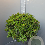 Quercus ilex 60-80 cm container bol
