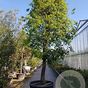 Quercus ilex 90 cm stam container 50-60