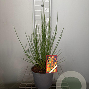 Cytisus 'Lena' 30-40 cm 3,0L