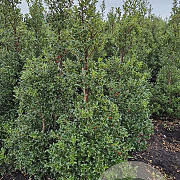 Ilex aq. 'Alaska' 150-175 cm met kluit
