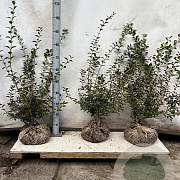 Osmanthus burkwoodii 50-60 cm met kluit