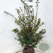 Osmanthus burkwoodii 80-100 cm met kluit