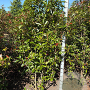 Photinia fraseri 'Red Robin' 200-225 cm met kluit