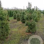 Pinus sylvestris 225-250 cm met kluit