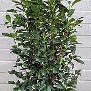 Prunus l. 'Herbergii' 175-200 cm met kluit