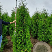 Thuja occ. 'Brabant' 225-250 cm met kluit