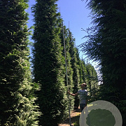 Thuja pl. 'Gelderland' 80-100 cm wortelgoed
