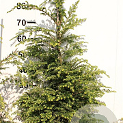 Tsuga canadensis 80-100 cm met kluit