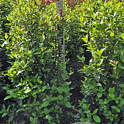 Viburnum tinus 100-125 cm met kluit