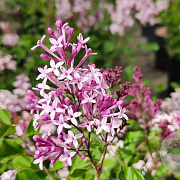 Syringa 'Red Pixie' 120-130 cm 7,5L