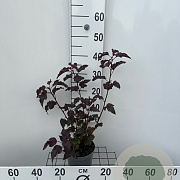Physocarpus opulifolius 'Lady in Red' 30-40 cm 2,0L