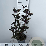 Physocarpus opulif. 'Red Baron' 30-40 cm 2,0L