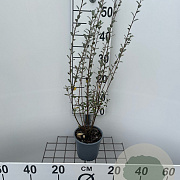 Salix repens nitida 40-50 cm C1.3