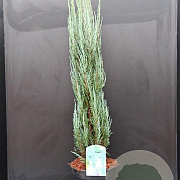Juniperus s. 'Blue Arrow' 80-100 cm 5,0L