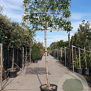 Photinia fraseri 'Red Robin' 200 cm stam container 20-25 leiboom
