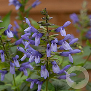 Salvia Salgoon Lake Como GM C6L