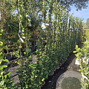 Trachelospermum jasminoides 180 cm 5,0L