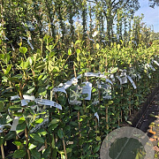 Trachelospermum jasminoides 90 cm rozenpot 2L