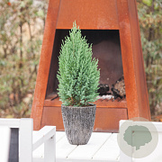 Juniperus chin. 'Stricta' 60-80 cm 7,5L