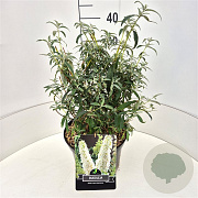 Buddleja d. 'White Profusion' 40-60 cm 10L