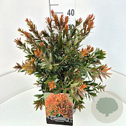 Callistemon 'Red Rocket' 35-40 cm 10L