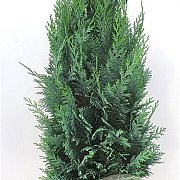 Chamaecyparis l. 'Columnaris' 80-100 cm met kluit