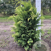 Chamaecyparis l. 'Stardust' 80-100 cm met kluit