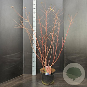 Cornus sang. 'Midwinter Fire' 80-100 cm 10L