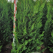 Cupressocyparis l. 'Tweeduizendéén' 160-180 cm met kluit