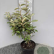 Elaeagnus ebbingei 40 cm 3,0L