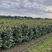 Elaeagnus ebbingei 80-100 cm met kluit extra