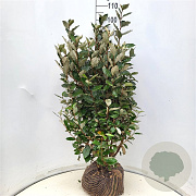 Elaeagnus ebb. 'Compacta' 80-100 cm met kluit extra