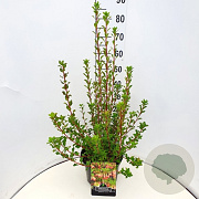 Enkianthus camp. 'Red Bells' 60-80 cm 10L