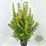 Forsythia int. Minigold 80-100 cm 10L