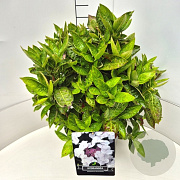 Hydrangea m. 'Libelle' 40 cm 10L