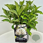 Hydrangea m. 'Soeur Thérèse' 40 cm 10L