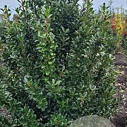 Ilex meserv. 'Heckenpracht' 125-150 cm met kluit